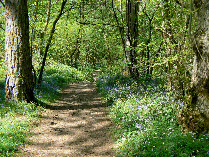 Miterdale Forest Miterdale Forest